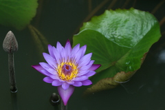 Nymphaea nouchali var. cyanea